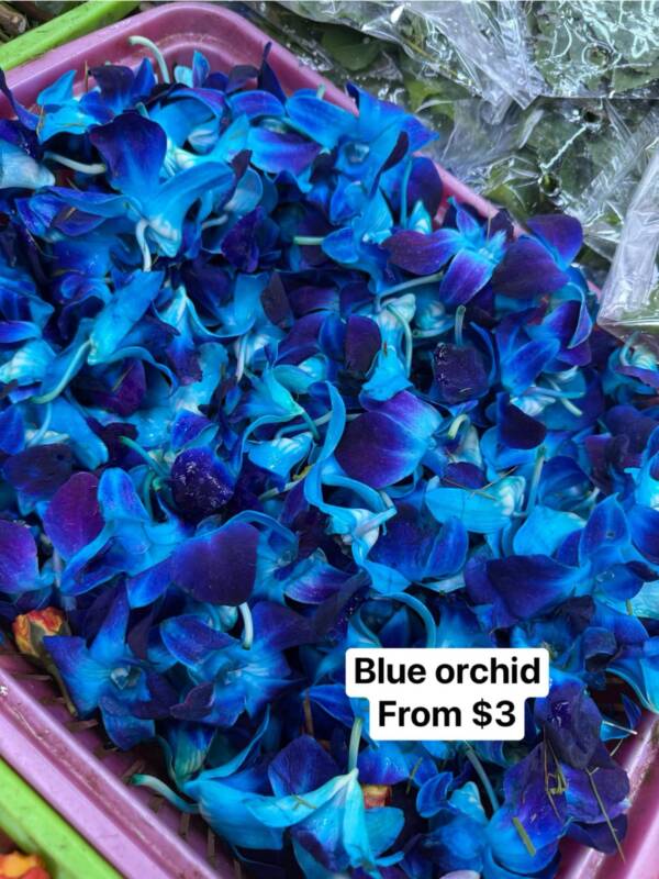 Blue Orchid