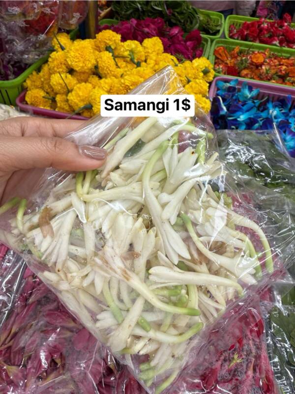 Samangi